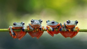 【2021-07-24】 四只爪哇树蛙趴在树茎上，印度尼西亚 (© SnapRapid/Offset by Shutterstock)