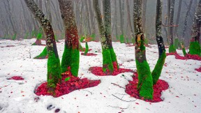 宛如圣诞精灵的树干，乌克兰喀尔巴阡山脉 (© panaramka/Getty Images)(2021-12-25)