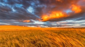 【2021-08-01】 东洛锡安的金黄麦田，苏格兰 (© Scott Masterton/plainpicture)