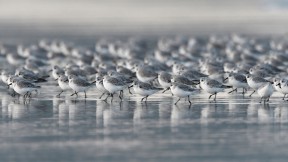 海滩上的三趾鹬，法国布列塔尼大区 (© Fabrice Cahez/Minden Pictures)(2021-11-01)