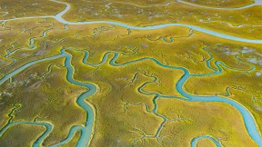 【2021-04-29】 鸟瞰Mockhorn岛野生动植物管理区沼泽地内的潮汐通道，弗吉尼亚 (© Shane Gross/Minden Pictures)