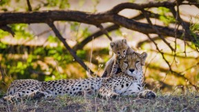 Mother cheetah and her cub in the Maasai Mara nature reserve, Kenya (© gudkovandrey/Adobe Stock)(2021-12-04)