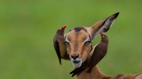 【2021-08-28】 红嘴牛椋鸟和高角羚， 南非姆普马兰加省 (© Heini Wehrle/Minden Pictures)