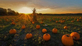 【2021-10-27】 牛顿市的一片南瓜地，美国马萨诸塞州 (© Frank Debonis/EyeEm/Alamy)