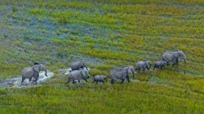 【2021-08-12】 奥卡万戈三角洲上的非洲草原象群，博茨瓦纳 (© Juan-Carlos Munoz/Minden Pictures)