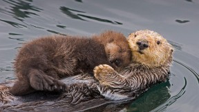 【2021-05-09】 海獭妈妈和新生的幼崽，加利福尼亚州蒙特雷湾 (© Suzi Eszterhas/Minden Pictures)