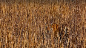 【2021-07-29】 隐藏在高草丛中的老虎，印度阿萨姆邦 (© Sandesh Kadur/Minden Pictures)