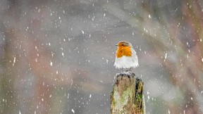 【2021-01-29】 冬季暴风雪中的欧亚鸲，英格兰峰区国家公园 (© Ben Robson Hull Photography/Getty Images)