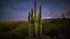 【2021-10-14】 星空下的仙人掌家族，美国萨瓜罗国家公园 (© Christian Foto Az/Shutterstock)