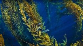 海峡群岛附近巨藻林中的加利福尼亚海狮 (© Nature Picture Library/Alamy)(2021-05-30)