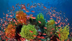 【2021-07-28】 珊瑚礁周围的丝鳍拟花鮨鱼群，澳大利亚昆士兰大堡礁 (© Gary Bell/Minden Pictures)