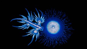 【2021-08-26】 一只海蛞蝓正在进食银币水母，澳大利亚新南威尔士州 (© Gary Bell/Minden Pictures)