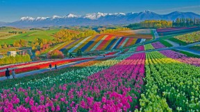 美瑛町的四季彩之丘，日本 (© Tanya Jones/Shutterstock)(2021-05-13)