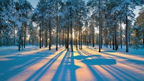 西西伯利亚森林中的阳光，俄罗斯拉杜日内市附近 (© Leonid Ikan/Shutterstock)(2021-12-21)