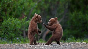 在迪纳利国家公园中玩耍的灰熊幼崽，阿拉斯加  (© Ron Niebrugge/Alamy)(2021-04-10)