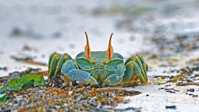 【2021-08-13】 安斯海滩上的角眼沙蟹，塞舌尔普拉兰岛 (© Ingo Schulz/Offset by Shutterstock)