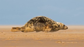 【2021-05-04】 正爬上唐娜·诺克沙滩的灰海豹，英格兰北林肯郡 (© Frederic Desmette/Minden Pictures)