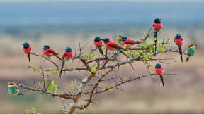 【2021-07-31】 姆科马齐国家公园的北部胭脂红食蜂鸟和欧洲食蜂鸟，坦桑尼亚 (© webguzs/Getty Images)