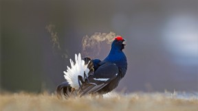 【2021-04-08】 正在打鸣求偶的雄性黑琴鸡，芬兰库萨莫 (© Oliver Smart/Alamy)