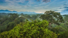 【2021-06-05】 La Selva生物站热带雨林树冠上的黑嘴巨嘴鸟，哥斯达黎加 (© Greg Basco/Minden Pictures)