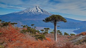 【2021-03-02】 亚伊马火山与前景中的智利南洋杉，智利孔吉利奥国家公园 (© Fotografías Jorge León Cabello/Getty Images)