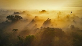 【2022-06-22】 世界雨林日 亚苏尼国家公园，厄瓜多尔 (© Paul Bertner/Minden Pictures)