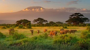 【2022-11-03】 生物圈保护区国际日 乞力马扎罗山和非洲水牛，肯尼亚 (© RealityImages/Shutterstock)