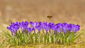 【2022-05-20】 蜜蜂飞过藏红花 Honeybee flying over crocuses in the Tatra Mountains, Poland (© Mirek Kijewski/Getty Images)