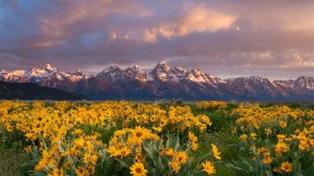 【2022-06-17】 大提顿国家公园 山下盛开的箭叶脂根菊，美国大提顿国家公园 (© Mike Cavaroc/Tandem Stills + Motion)
