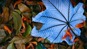 【2022-11-27】 墨西哥的号角树树叶和龙虾爪花瓣 一片飘落在龙虾爪瓣上的号角树树叶，墨西哥 (© Gerry Ellis/Minden Pictures)