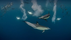 正在狩猎太平洋沙丁鱼的长吻真海豚和南非鲣鸟，南非东开普省 (© Pete Oxford/Minden Pictures)(2022-06-08)