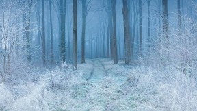 白霜覆盖下的山毛榉林，英格兰多塞特郡 (© Guy Edwardes/Minden Pictures)(2022-02-16)