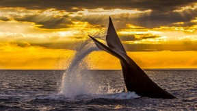 【2022-09-30】 南露脊鲸 在新湾潜水的南露脊鲸，阿根廷瓦尔德斯半岛 (© Gabriel Rojo/Minden Pictures)