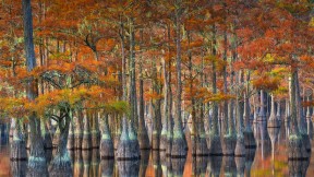 【2022-10-21】 落羽杉，美国佐治亚州 秋季的落羽杉，美国佐治亚州 (© Chris Moore/Tandem Stills + Motion)
