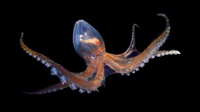 【2022-10-08】 世界章鱼日 佛得角附近大西洋中的玻璃章鱼 (© Solvin Zankl/Minden Pictures)