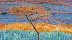 蓝色龙舌兰田，墨西哥哈利斯科州龙舌兰酒产区 (© Brian Overcast/Alamy)(2022-05-05)