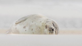 【2022-01-01】 睡在海滩上的竖琴海豹，纽约长岛 (© Vicki Jauron, Babylon and Beyond Photography/Getty Images)