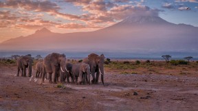 【2022-12-04】 世界野生动物保护日 乞力马扎罗山附近的大象，安波塞利国家公园，肯尼亚 (© Diana Robinson Photography/Getty Images)