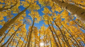 【2022-09-23】 秋分 最后一美元公路旁的白杨树，科罗拉多州特鲁莱德市附近 (© Grant Ordelheide/Tandem Stills + Motion)