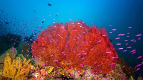 马罗沃泻湖中的珊瑚礁，所罗门群岛 (© WaterFrame/Alamy)(2022-06-01)