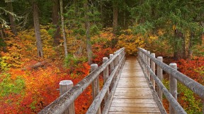 威拉米特国家森林麦肯齐河步道上的桥，美国 (© Don Paulson/Danita Delimont)(2022-11-17)