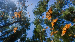 【2022-02-05】 墨西哥的黑脉金斑蝶 漫天飞舞的黑脉金斑蝶，墨西哥 (© Sylvain Cordier/Minden Pictures)