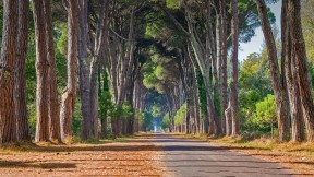 【2022-08-30】 意大利的米利亚里诺自然公园 米利亚里诺自然公园，圣罗索尔，意大利马萨西犹可利 (© Stefano Valeri/Alamy)