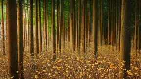 【2022-04-13】 结香花开好了 森林中的结香花，日本 (© nattya3714/Getty Images)