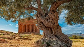 【2022-11-26】 世界橄榄树日 意大利西西里岛康科迪亚神庙前的一棵橄榄树 (© Alfio Finocchiaro/Shutterstock)
