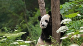 扶着树干的大熊猫，四川卧龙国家级自然保护区 (© Katherine Feng/Minden Pictures)(2022-03-16)