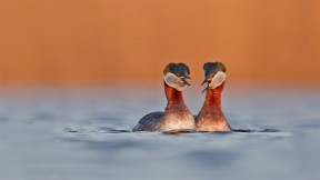 【2022-08-03】 繁殖季节的赤颈鸊鷉 在德国的赤颈鸊鷉 (© Edo van Uchelen/Minden Pictures)