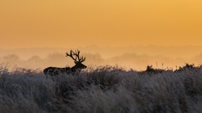 里士满公园的雄鹿，英国伦敦 (© Ian Schofield Images/Offset/Shutterstock)(2022-02-17)