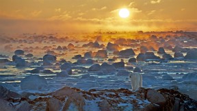 【2022-10-30】 北极熊周 哈德逊湾边缘的北极熊，加拿大 (© Sean Crane/Minden Pictures)