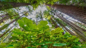 生机盎然的酢浆草和红杉树，美国大草原溪红杉州立公园 (© Jack Dykinga/Minden Pictures)(2022-03-17)